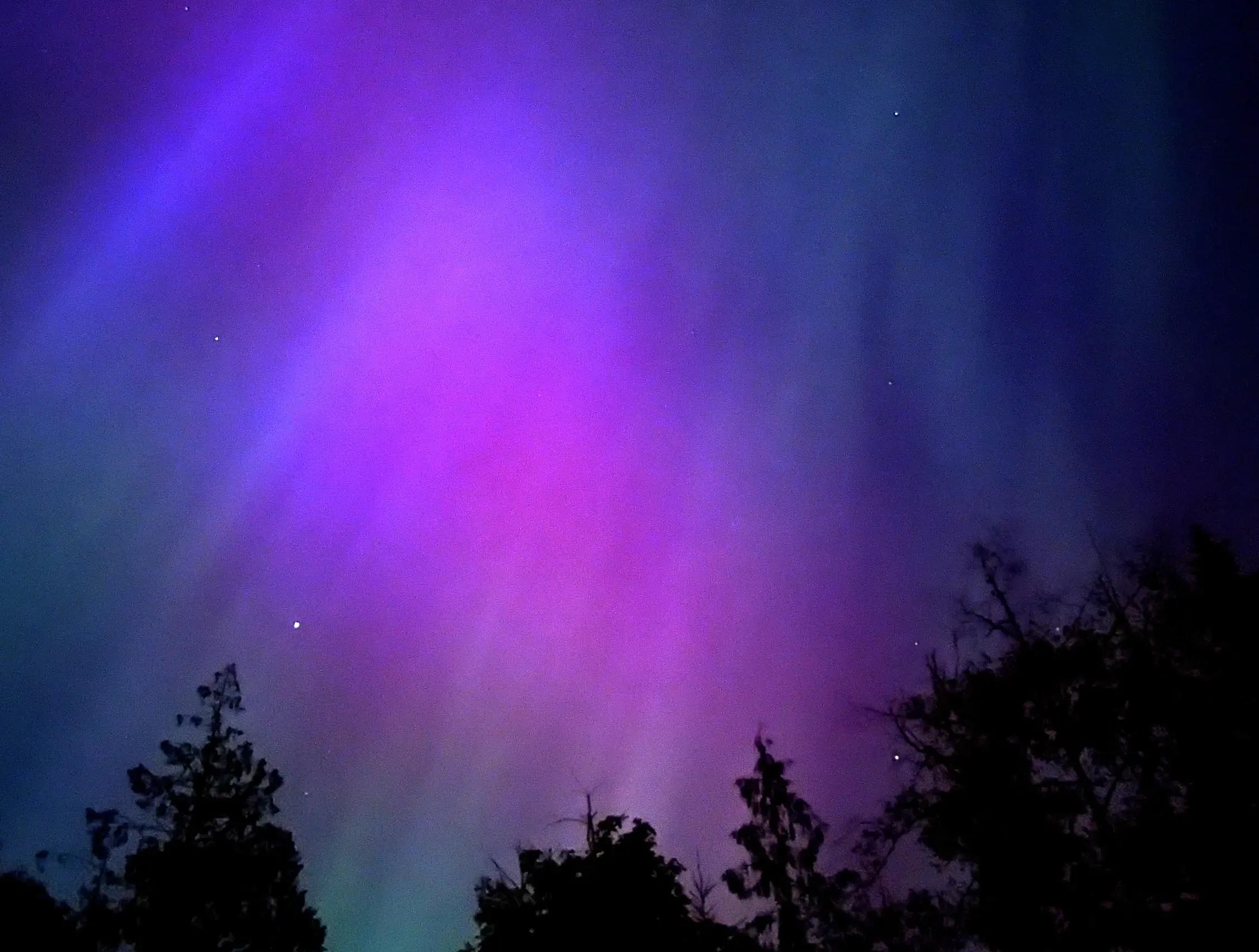 A bright blue, pink, and teal aurora with dark trees in silhouetted in the foreground.